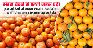 Orange Market Prices Today: Read Before Selling - Rates Drop to ₹1,500 in Some Markets, Hit ₹12,000 in Others