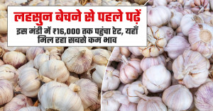 Garlic Market Price Alert: Rates Touch ₹16,000 per Quintal – Check Where You Can Get the Best Returns