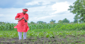 समर फसलों की बुवाई रिपोर्ट 2026: कुल रकबा घटा, दालों में बढ़ोतरी, धान व तिलहन में गिरावट