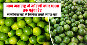 मौसंबी का भाव (31 मार्च, 2026)