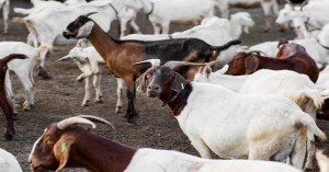 Goat Farming Subsidy in Uttar Pradesh: Earn More with 90% Government Support