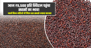 सरसों का भाव (02 अप्रैल, 2026)