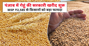 Punjab Wheat Procurement 2026 Begins at MSP ₹2,585: Farmers to Benefit