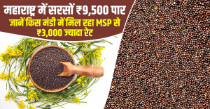 Mustard Market Prices Cross ₹9,500 in Maharashtra: Check Which Mandis Are Offering ₹3,000 Above MSP