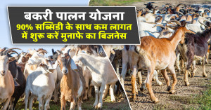 Goat farming: बकरी पालन योजना: 90% सब्सिडी के साथ कम लागत में शुरू करें मुनाफे का बिजनेस