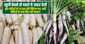 Radish Price Alert: Rates Cross ₹2,200 per Quintal in Some Mandis While Others See Sharp Drop