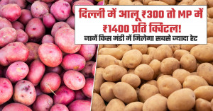 Potato Market Prices Report 05 April 2026: Sharp Price Drop in Many Markets, But High Rates in Select Mandis