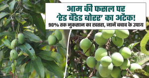 Red Banded Borer in Mango: A Growing Threat Farmers Must Control