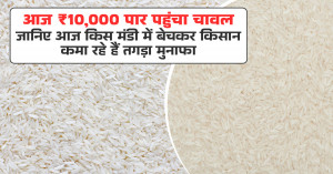 Rice Market Prices Fluctuate Sharply in UP Mandis: Rates Range from ₹1,900 to ₹9,700 per Quintal