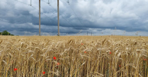 बेमौसम बारिश ने किसानों को दिया बड़ा झटका, गेहूं फसल बर्बाद!