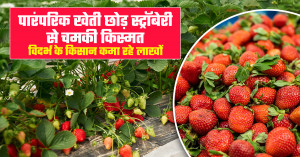 स्ट्रॉबेरी की खेती