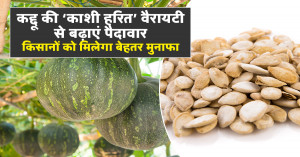 Pumpkin Farming: कद्दू की ‘काशी हरित’ वैरायटी से बढ़ाएं पैदावार, किसानों को मिलेगा बेहतर मुनाफा