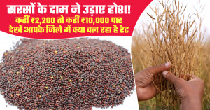Mustard Market Prices Shock Farmers: From ₹2,200 to Above ₹10,000 – Check the Latest Rates in Your District