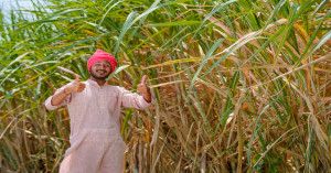 Digital Boost for Sugarcane Farmers: Real-Time Seed Information Now Available from Home