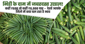 Okra Market Prices Surge Sharply: From ₹600 to Over ₹8,000 per Quintal