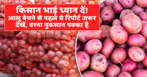 Farmers Alert: Check This Potato Market Report Before Selling – Risk of Loss if Ignored