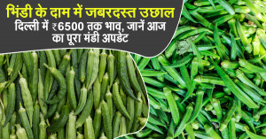 Okra Market Prices Surge Sharply: Rates Touch ₹6,500 in Delhi – Full Mandi Update
