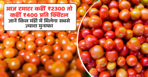 Tomato Market Prices Today: From ₹2,300 to ₹400 per Quintal - Find the Most Profitable Mandi