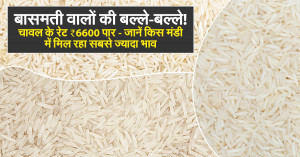 Basmati Farmers Rejoice! Rice Market Prices Cross ₹6,600 - Check the Best Mandis for Maximum Profit