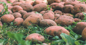 Potato farming: अब खेती बनेगी ज्यादा फायदेमंद: ‘कुफरी उदय’ आलू से बढ़ेगी किसानों की कमाई