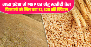 MP Wheat Procurement Update: 7.75 Lakh Quintal Wheat Purchased from 17,000 Farmers