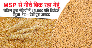 Wheat Market Prices 20 April 2026: Prices Above MSP in Several Markets, Mumbai Reaches ₹5,600 per Quintal