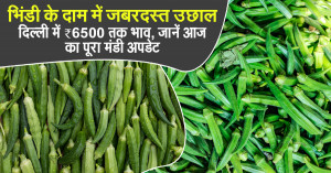 Okra Market Prices Surge Sharply: Rates Touch ₹8,000 in Some Mandis – Full Market Report