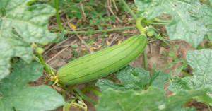 तोरई की खेती