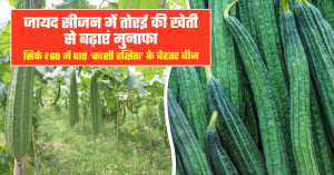 Zaid Season Ridge Gourd Farming: Profitable ‘Kashi Rakshita’ Variety for Higher Income