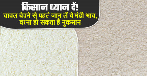 महाराष्ट्र में चावल मंडी भाव (23 अप्रैल, 2026)