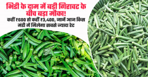 Okra Market Prices Drop, But Big Opportunity Remains: ₹600 to ₹3,400, Find the Best Mandis to Sell Today