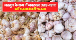 Garlic Market Prices Show Extreme Volatility: From ₹1,500 to ₹17,500