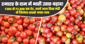 Tomato Market Prices See Sharp Fluctuations: Rates Range from ₹300 to ₹2,800