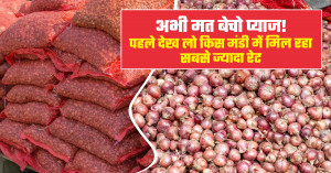Onion Market Price Today: Don’t Sell Yet - Check Which Mandi Is Offering the Highest Rates