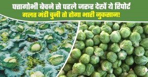 Cabbage Market Price Today: Check This Report Before Selling, Choosing the Wrong Mandi Could Lead to Losses