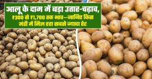 Potato Market Price Update: Sharp Fluctuations from ₹300 to ₹1,700, Find the Best Market to Sell