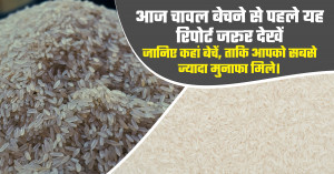 Rice Market Price Today: Check This Report Before Selling, Find the Best Market for Maximum Profit
