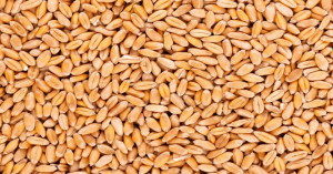 Wheat Procurement Gains Momentum in MP: 1.29 Million Tonnes Procured, ₹13.33 Billion Transferred Directly to Farmers