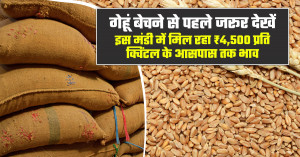 Wheat Prices Update: Up to ₹4,500 per Quintal in Select Mandis - Check Before You Sell
