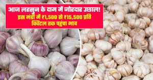 Garlic Marlet Prices Surge Sharply: Rates Range from ₹1,500 to ₹15,500 per Quintal