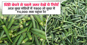 Bhindi Price Today (01 May, 2026): किसान ध्यान दें: भिंडी बेचने से पहले जरूर देखें ये रिपोर्ट, आज कुछ मंडियों में ₹800 तो कुछ में ₹4,000 तक पहुंचा रेट