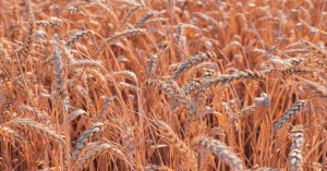 Wheat Procurement at MSP: Slot Booking Deadline Extended, Farmers to Benefit