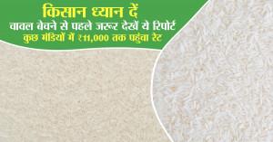 Farmers Alert: Check This Report Before Selling Rice Prices Touch ₹11,000 in Select Mandis