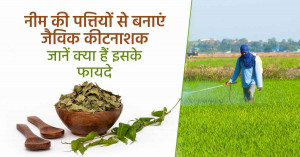 महंगे रासायनिक दवाओं से छुटकारा नीम का प्राकृतिक घोल बनेगा किसानों का सस्ता और असरदार समाधान