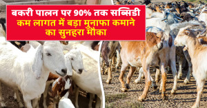 Uttar Pradesh Goat Farming Subsidy Scheme: Farmers Can Get 90% Government Support