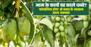 आम में कोयलिया रोग का इलाज