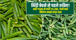 भिंडी का भाव (06 मई, 2026)