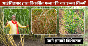 Government Increases Sugarcane FRP to ₹365 Per Quintal for 2026-27