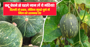 कद्दू का भाव (07 मई, 2026)