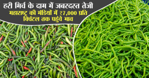 हरी मिर्च का भाव (11 मई, 2026)